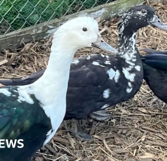Rescued ducks take first pond dip in their new home in Cornwall