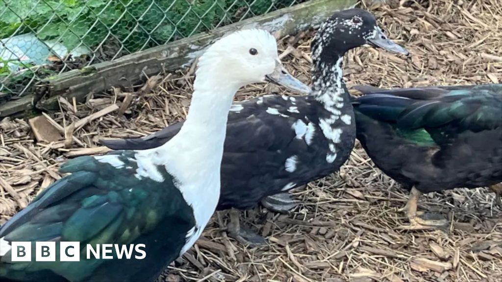 You are currently viewing Rescued ducks take first pond dip in their new home in Cornwall
