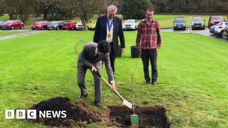 Read more about the article Hiroshima tree saplings planted in Cornwall as symbol of hope