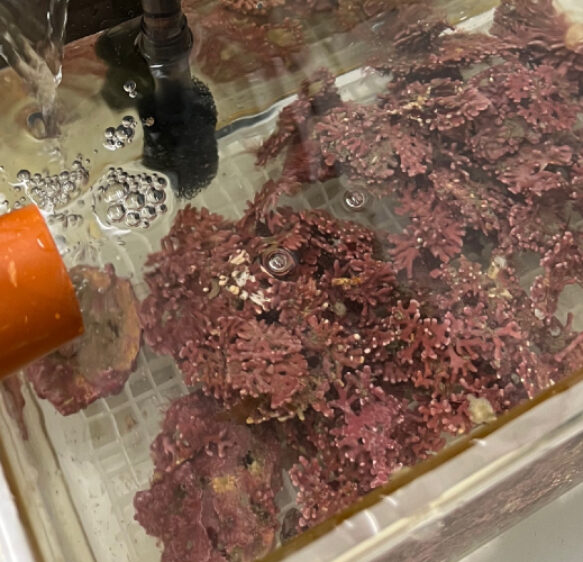 Scientists map the genetic distribution of maerl-forming algae across South West