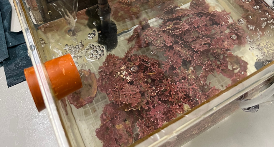 You are currently viewing Scientists map the genetic distribution of maerl-forming algae across South West