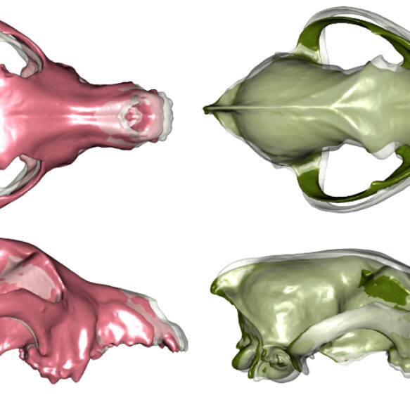 Extensive dog diversity millennia before modern breeding practices