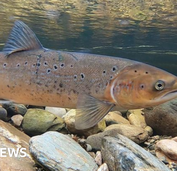 Record low salmon count in River Frome for second year