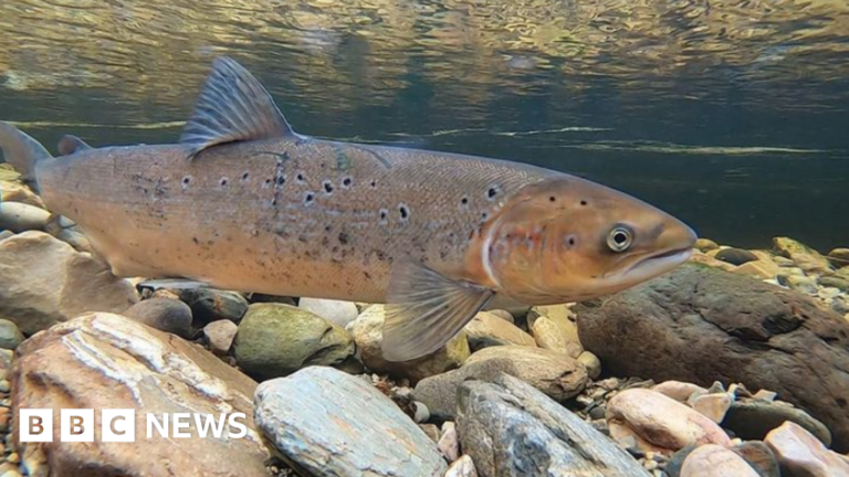 Read more about the article Record low salmon count in River Frome for second year