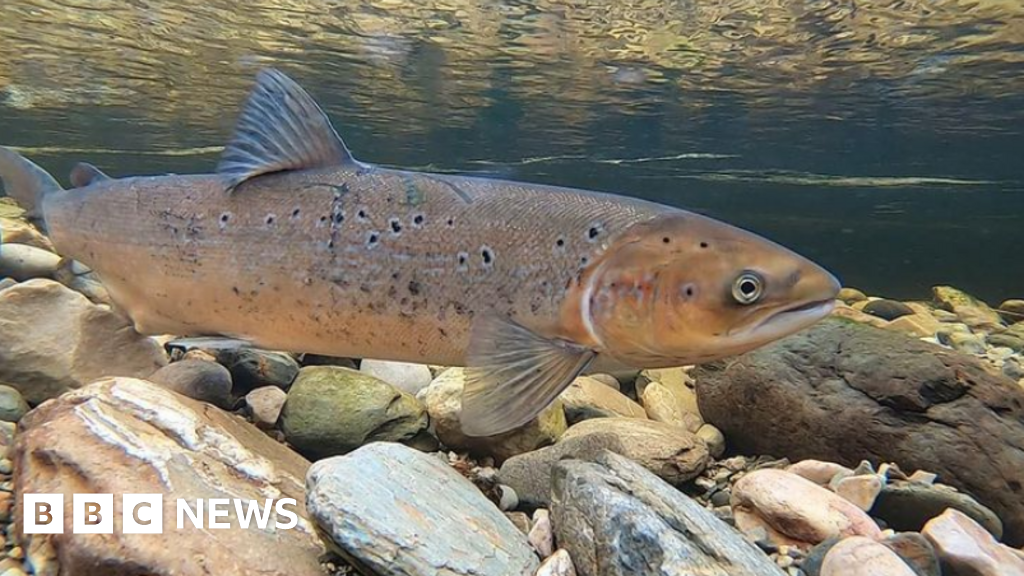 You are currently viewing Record low salmon count in River Frome for second year