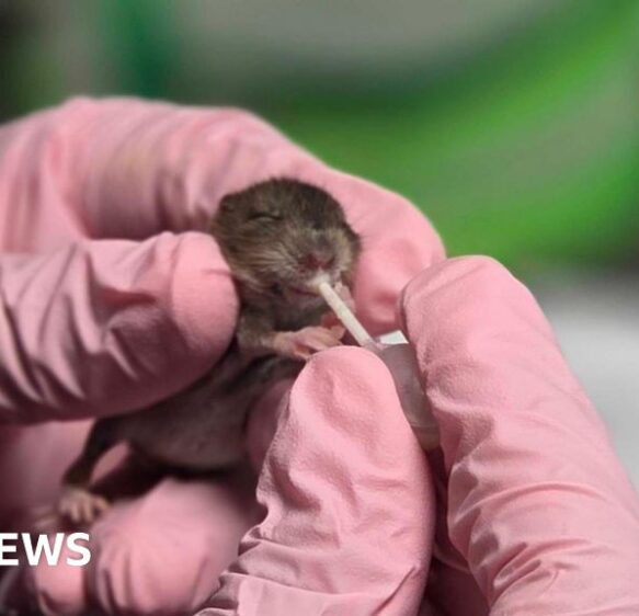 Animal rescues and giant poppy restored