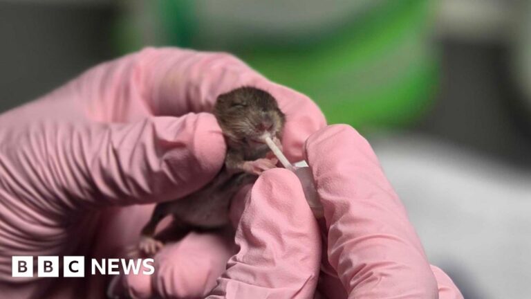 Read more about the article Animal rescues and giant poppy restored