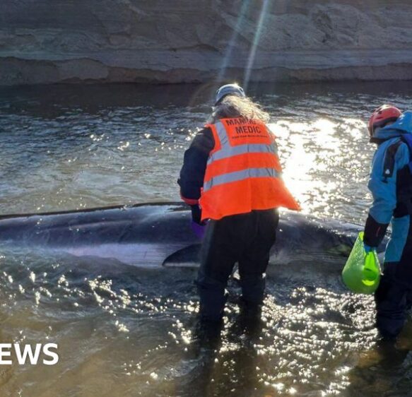 Stranded whale calf in Cornwall ‘likely separated from her mother’