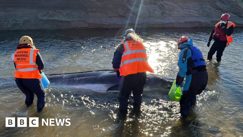 You are currently viewing Stranded whale calf in Cornwall ‘likely separated from her mother’