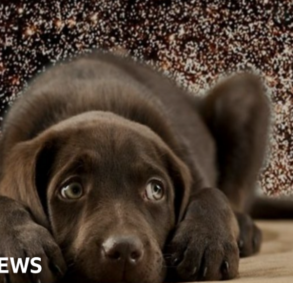 Loud fireworks can have ‘fatal outcomes’ for animals says RSPCA