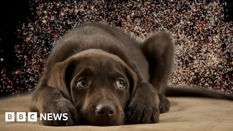 Read more about the article Loud fireworks can have ‘fatal outcomes’ for animals says RSPCA