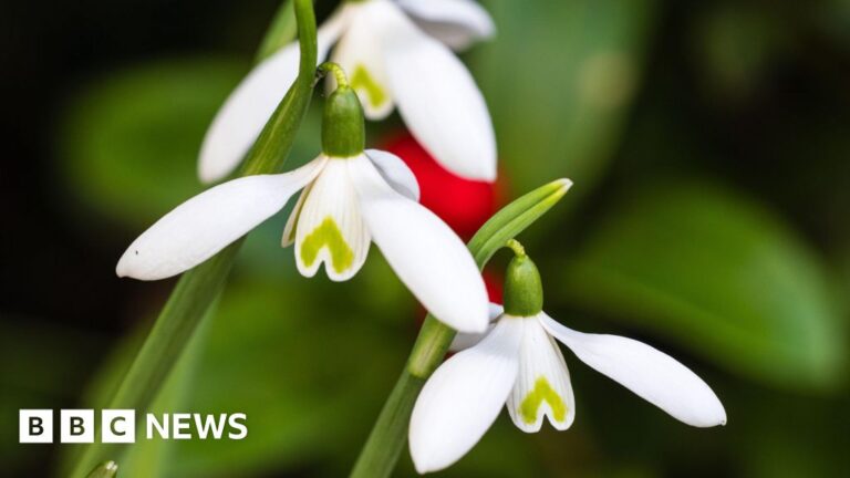 Read more about the article Snowdrops flower early at the Garden House in Devon