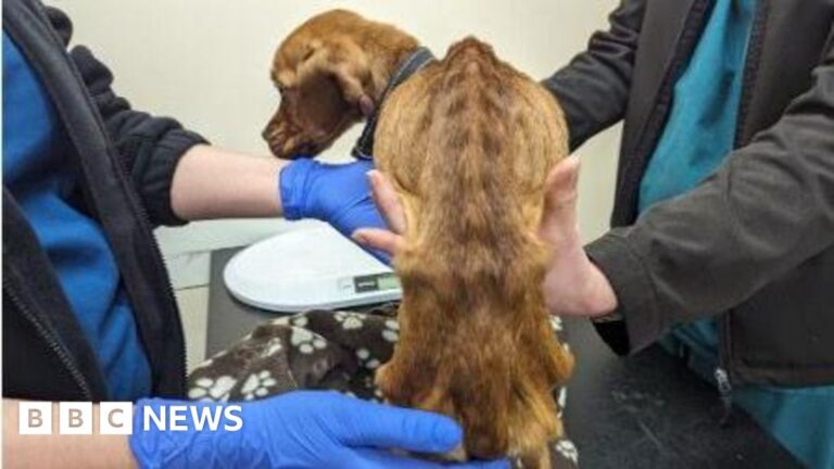 Read more about the article RSPCA warns of increase in abandoned pets in Devon and Cornwall