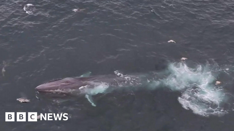 Read more about the article Cornwall’s coast becomes a whale-watching hotspot