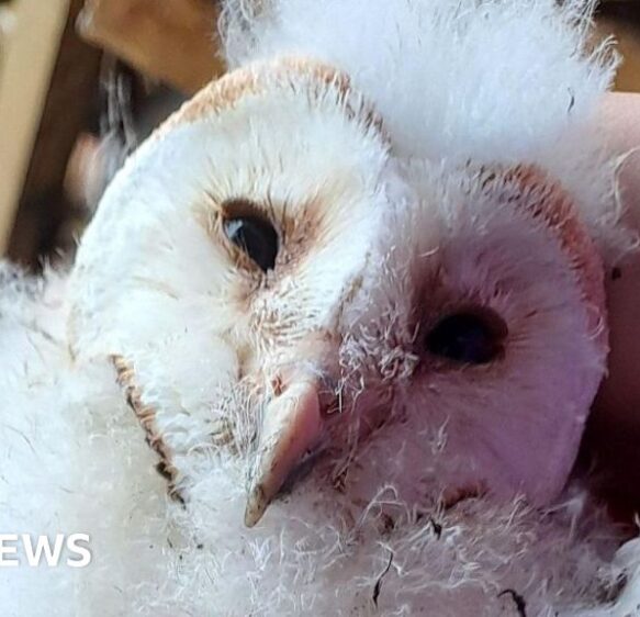 West Penwith sees a successful season for barn owls