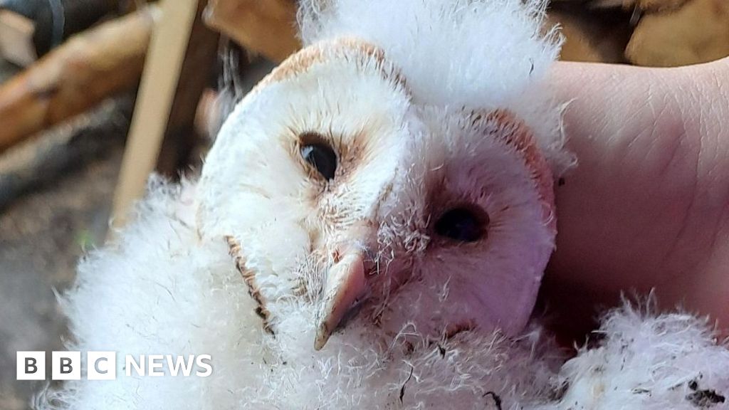 You are currently viewing West Penwith sees a successful season for barn owls