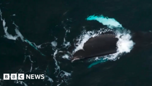 Read more about the article Spotting Pi the whale ‘more exciting than Christmas’ in Isles of Scilly