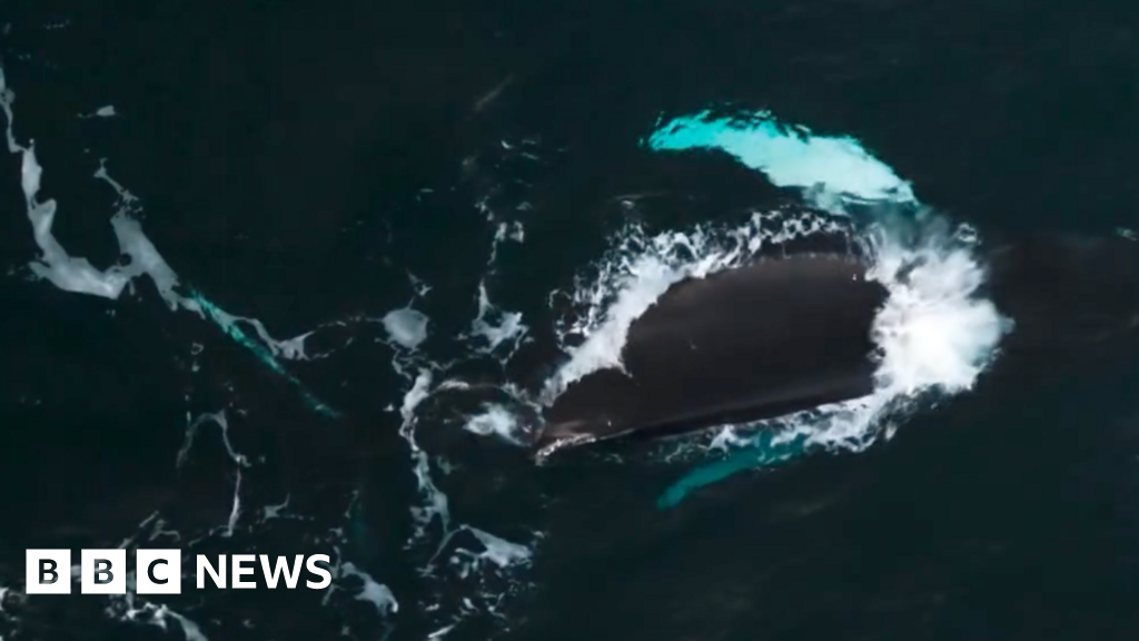 You are currently viewing Spotting Pi the whale ‘more exciting than Christmas’ in Isles of Scilly