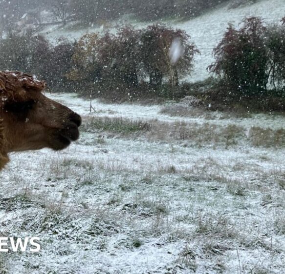 Snowy alpaca and Gromit lantern