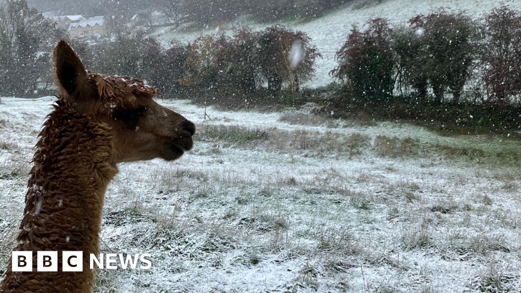 You are currently viewing Snowy alpaca and Gromit lantern
