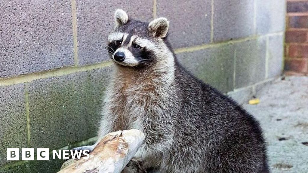 You are currently viewing Overweight racoon found in Cornwall in ‘unusual’ rescue