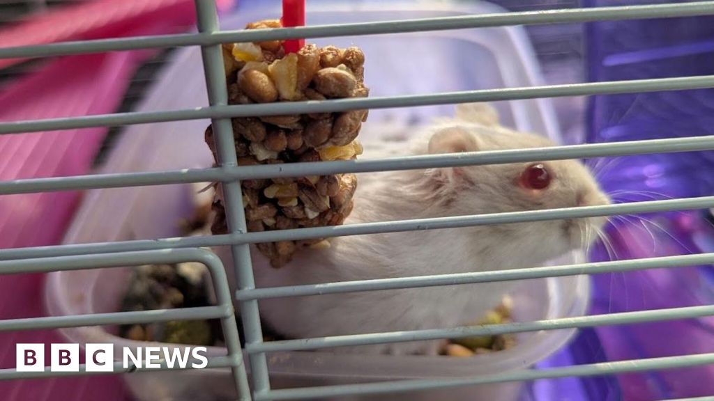 You are currently viewing RSPCA warns of animal abandonment surge in the South