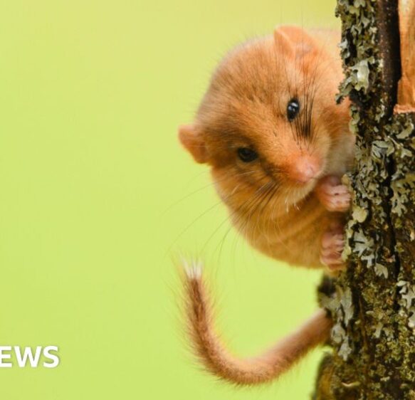 Endangered dormice habitats could be restored by charity appeal