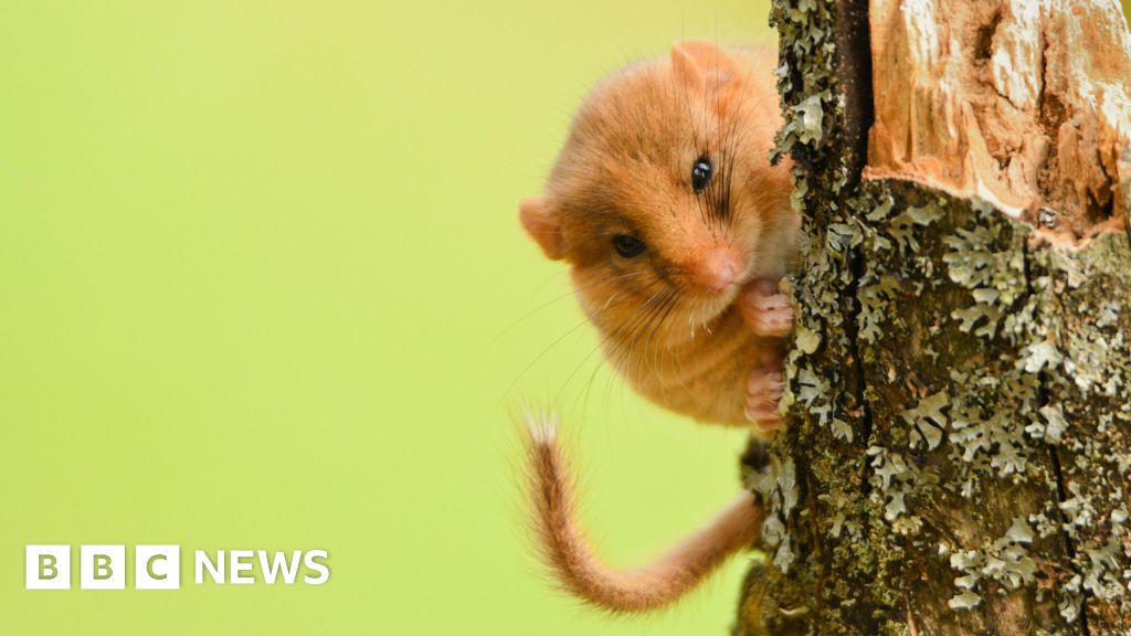 You are currently viewing Endangered dormice habitats could be restored by charity appeal