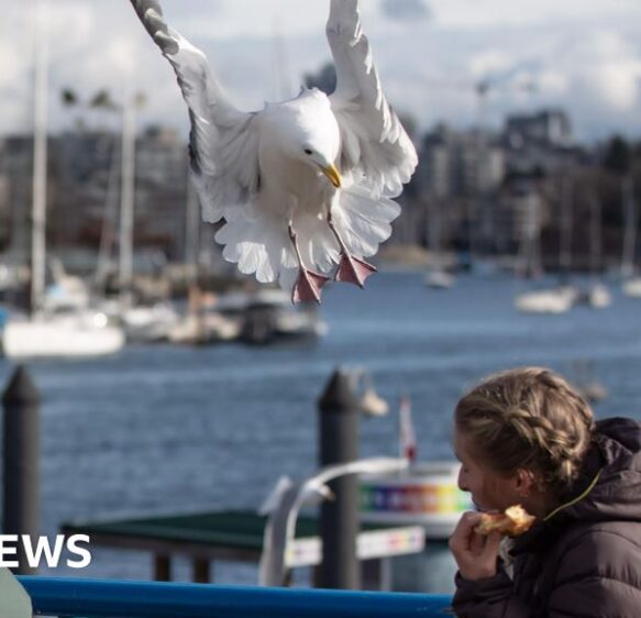 Shouting at gulls could stop food stealing