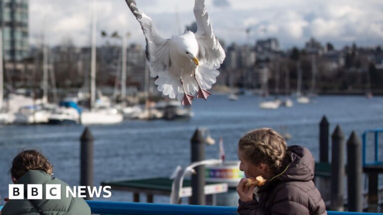 Read more about the article Shouting at gulls could stop food stealing