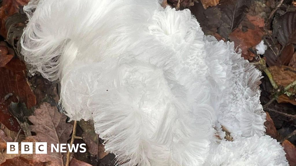 You are currently viewing Rare ‘hair ice’ formations found in Gloucestershire and Somerset