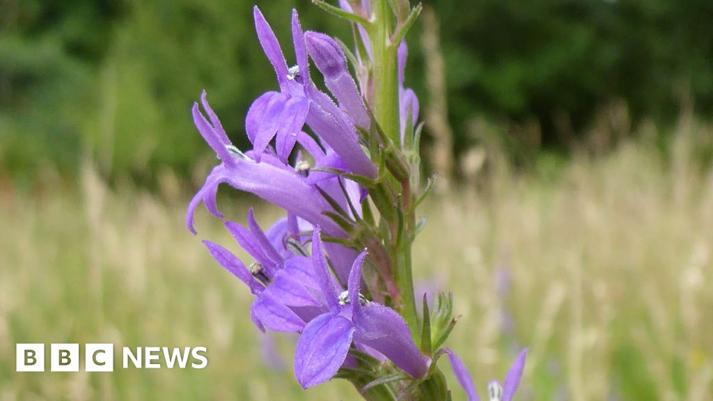 You are currently viewing East Devon volunteers help rare wildflower recovery