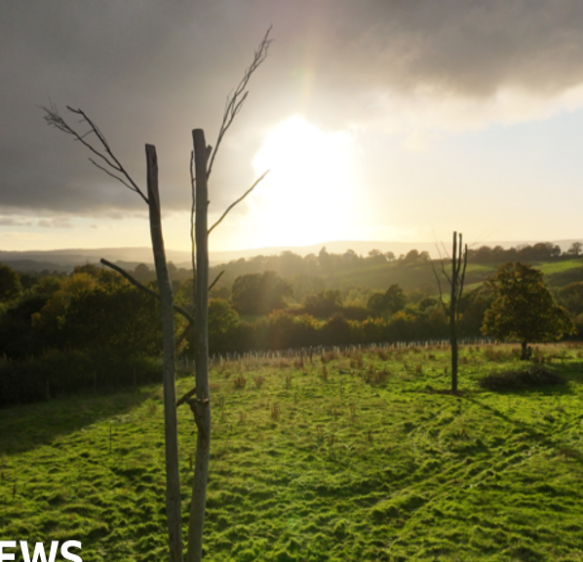 Devon ‘Frankenstein trees’ offer safe haven for wildlife