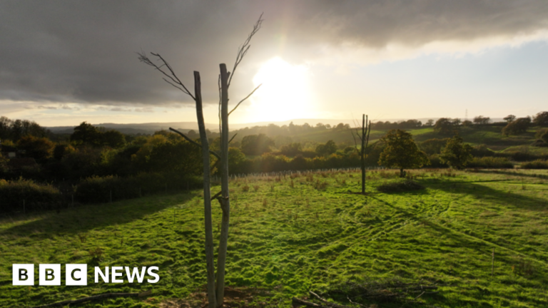 Read more about the article Devon ‘Frankenstein trees’ offer safe haven for wildlife