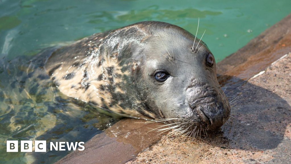 You are currently viewing Cornwall sanctuary’s oldest rescued seal dies