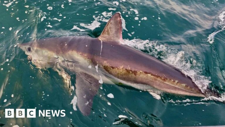 Read more about the article Fewer shark deaths when fishing guidelines followed