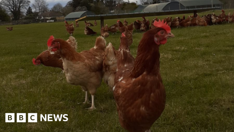 Read more about the article South farmers fear bird flu would be ‘game over’