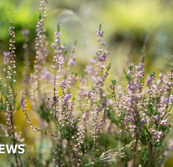 Teenager’s photo of Cornish heather wins top Eden Project prize