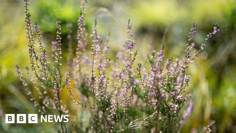 Read more about the article Teenager’s photo of Cornish heather wins top Eden Project prize