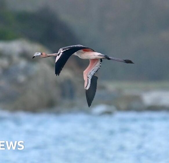 Escaped flamingo from Cornwall doing ‘extremely well’ in France