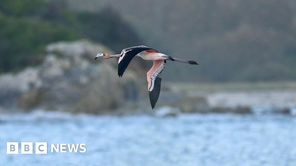 You are currently viewing Escaped flamingo from Cornwall doing ‘extremely well’ in France