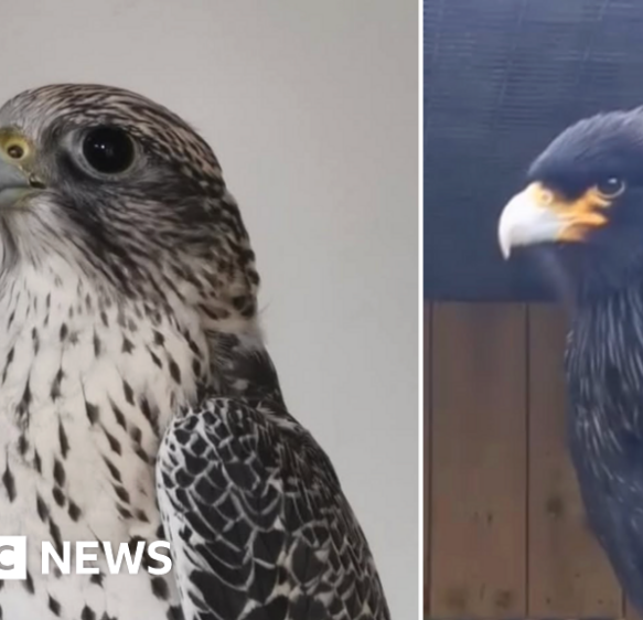 Two birds of prey stolen from Cornish rescue centre