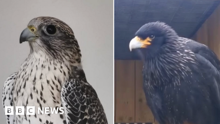 Read more about the article Two birds of prey stolen from Cornish rescue centre