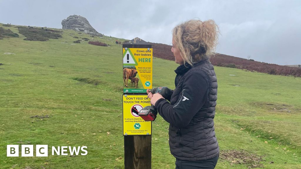 You are currently viewing Dartmoor visitors warned to stay away from cows during calving