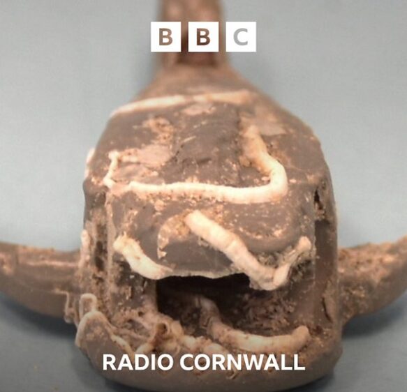 Many bites for shark lego caught near Penzance