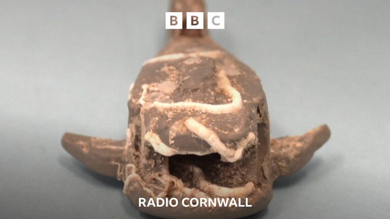 Read more about the article Many bites for shark lego caught near Penzance