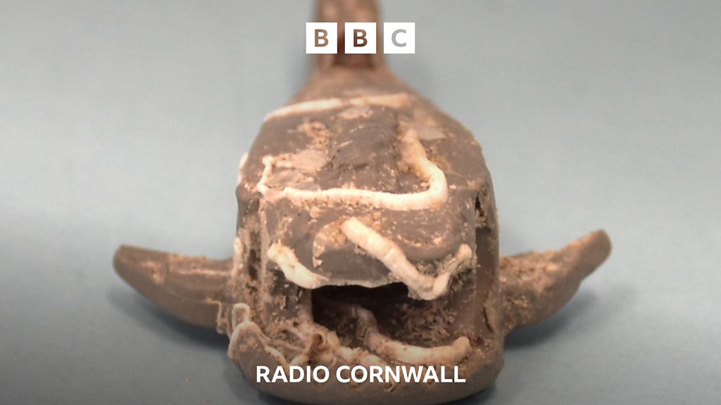 You are currently viewing Many bites for shark lego caught near Penzance