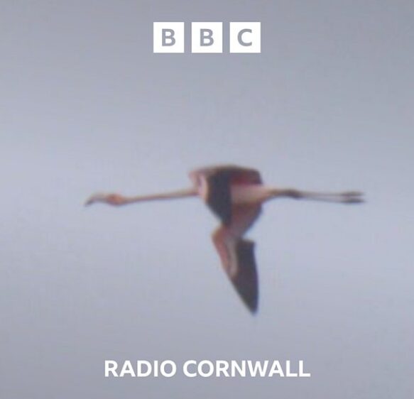 Have you spotted Frankie the Flamingo fugitive?