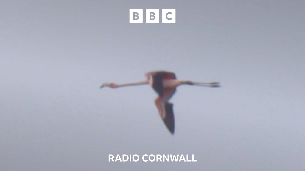 You are currently viewing Have you spotted Frankie the Flamingo fugitive?