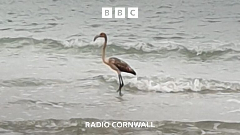 Read more about the article Has Frankie the Flamingo flown to France?